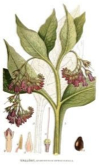 Comfrey 1 Zeichnung