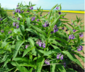 Comfrey Bild