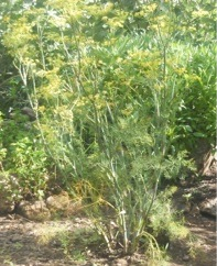 wild fennel, Lefkotsane