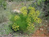 wild fennel, Lefkotsane